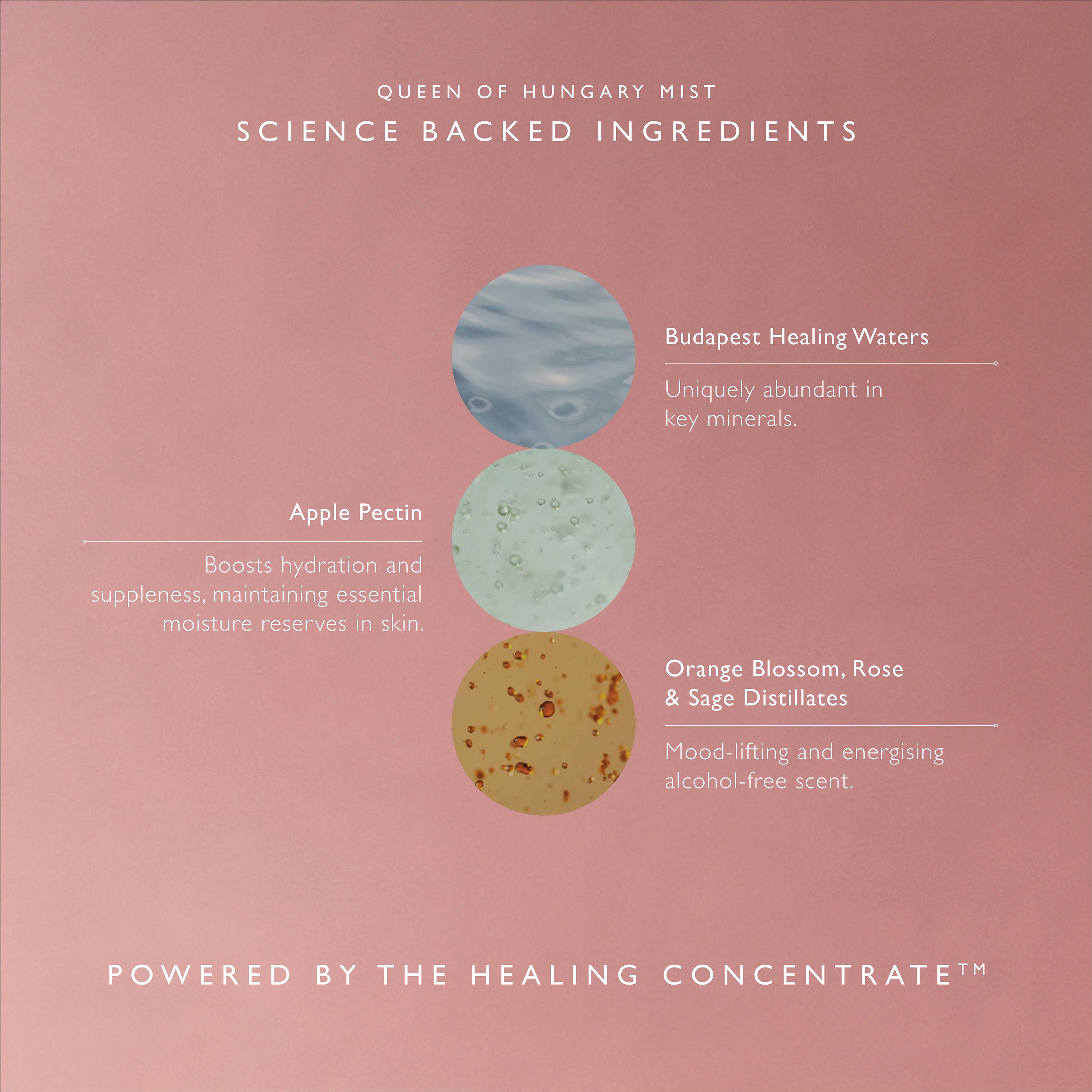 Queen of Hungary Mist - Image 5